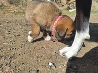 ruby, a female Great Pyrenees and Japanese Akita for sale in Kamiah, ID – 4 of 6