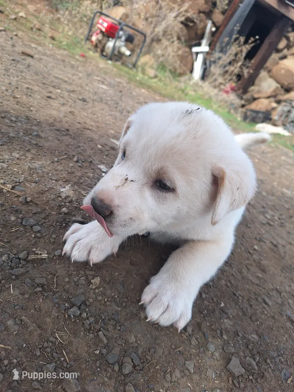 tux  – Great Pyrenees, Japanese Akita puppy for sale in Kamiah, ID
