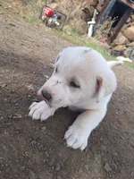 tux , a male Great Pyrenees and Japanese Akita for sale in Kamiah, ID – 1 of 5