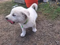 lucky, a female Great Pyrenees and Japanese Akita for sale in Kamiah, ID – 5 of 5