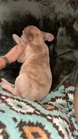 Ellie Mae, a female French Bulldog for sale in Bellville, TX – 5 of 8