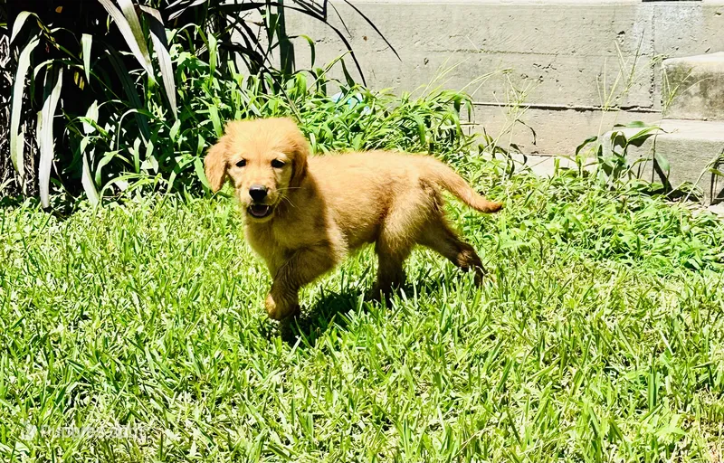 Tuffy  – Golden Retriever puppy for sale in Bellville, TX