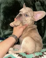 Ellie Mae, a female French Bulldog for sale in Bellville, TX – 1 of 8