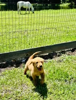 Tuffy , a male Golden Retriever for sale in Bellville, TX – 4 of 8