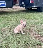 Ellie Mae, a female French Bulldog for sale in Bellville, TX – 4 of 8