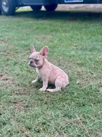 Ellie Mae, a female French Bulldog for sale in Bellville, TX – 8 of 8