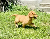 Tuffy , a male Golden Retriever for sale in Bellville, TX – 5 of 8