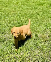 Tuffy , a male Golden Retriever for sale in Bellville, TX – 3 of 8
