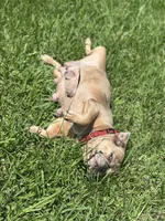 Capone, a female French Bulldog for sale in Bellville, TX – 3 of 4