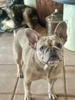 Capone, a female French Bulldog for sale in Bellville, TX – 4 of 4