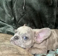 Ellie Mae, a female French Bulldog for sale in Bellville, TX – 3 of 8