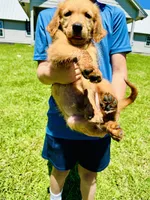 Tuffy , a male Golden Retriever for sale in Bellville, TX – 2 of 8