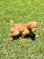 Tuffy , a male Golden Retriever for sale in Bellville, TX – 7 of 8