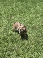 Capone, a female French Bulldog for sale in Bellville, TX – 2 of 4