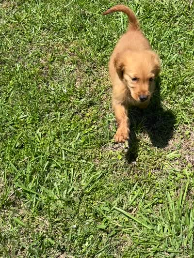 Tuffy , a male Golden Retriever for sale in Bellville, TX – 8 of 8