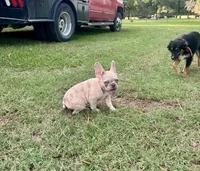 Ellie Mae, a female French Bulldog for sale in Bellville, TX – 2 of 8