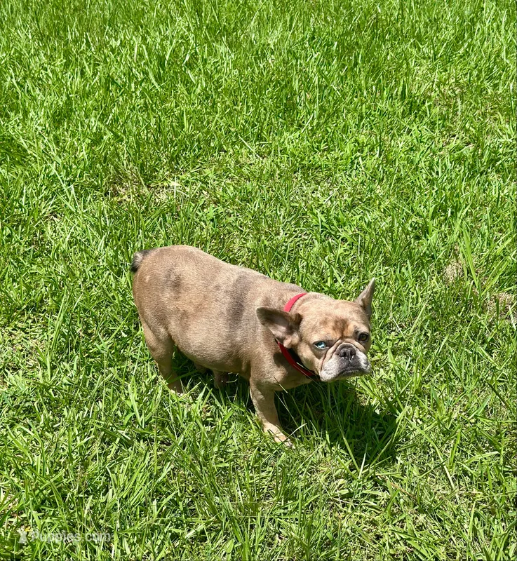 Capone – French Bulldog puppy for sale in Bellville, TX