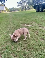 Ellie Mae, a female French Bulldog for sale in Bellville, TX – 6 of 8