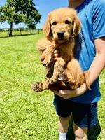 Tuffy , a male Golden Retriever for sale in Bellville, TX – 6 of 8