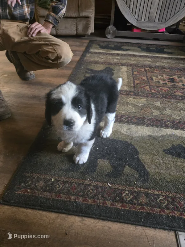 Diamond , a female Bernese Mountain Dog and Newfoundland for sale in Cheboygan, MI – 1 of 4