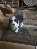 Diamond , a female Bernese Mountain Dog and Newfoundland for sale in Cheboygan, MI – 1 of 4