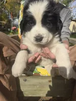 Emma , a female Bernese Mountain Dog and Newfoundland for sale in Cheboygan, MI – 2 of 6