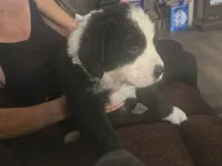 Blaze, a male Bernese Mountain Dog and Newfoundland for sale in Cheboygan, MI – 4 of 6