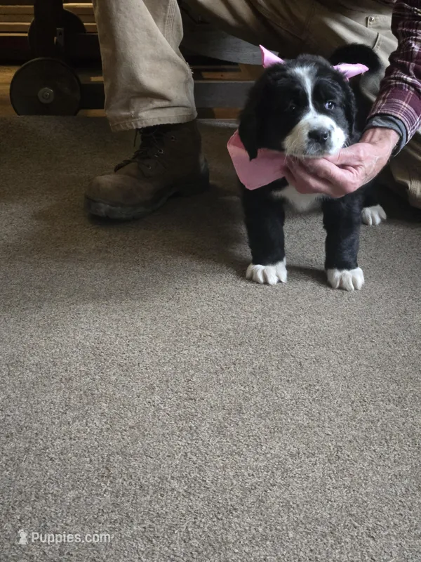 Freckles – Bernese Mountain Dog, Newfoundland puppy for sale in Cheboygan, MI