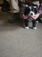Freckles, a female Bernese Mountain Dog and Newfoundland for sale in Cheboygan, MI – Photo 1 of 3