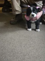 Freckles, a female Bernese Mountain Dog and Newfoundland for sale in Cheboygan, MI – Photo 3 of 3