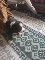 Heather, a female Bernese Mountain Dog and Newfoundland for sale in Cheboygan, MI – 3 of 3