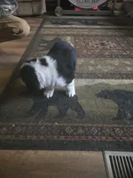 Diamond , a female Bernese Mountain Dog and Newfoundland for sale in Cheboygan, MI – 3 of 4