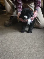 Colt, a male Bernese Mountain Dog and Newfoundland for sale in Cheboygan, MI – Photo 5 of 5