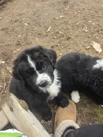 Colt, a male Bernese Mountain Dog and Newfoundland for sale in Cheboygan, MI – Photo 3 of 5