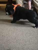 Colt, a male Bernese Mountain Dog and Newfoundland for sale in Cheboygan, MI – Photo 4 of 5