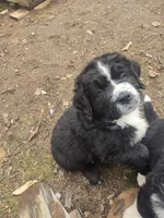 Colt, a male Bernese Mountain Dog and Newfoundland for sale in Cheboygan, MI – Photo 2 of 5
