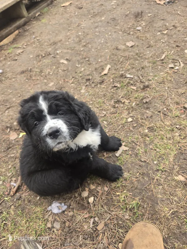Colt – Bernese Mountain Dog, Newfoundland puppy for sale in Cheboygan, MI