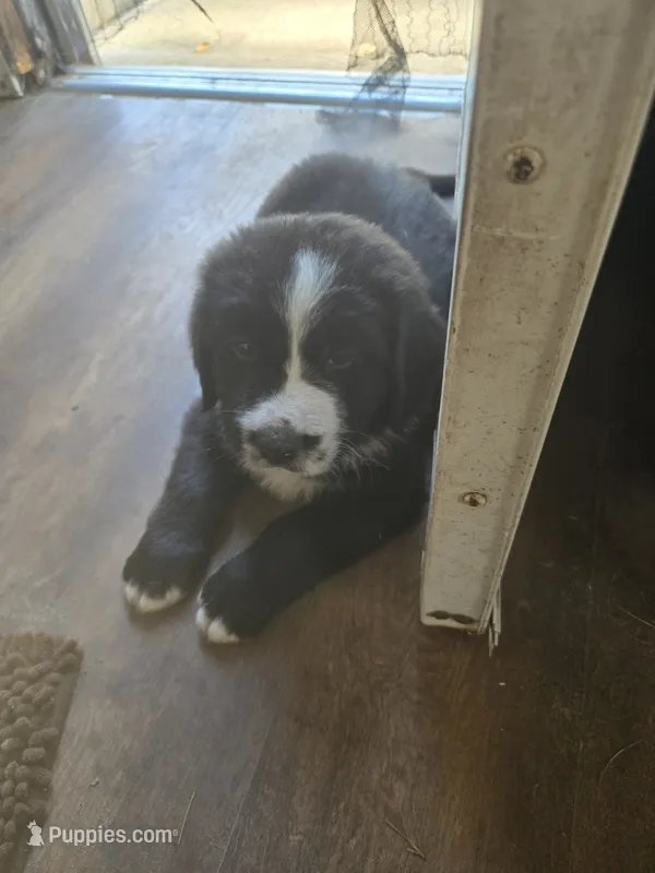 Preacher , a male Bernese Mountain Dog and Newfoundland for sale in Cheboygan, MI – 1 of 4