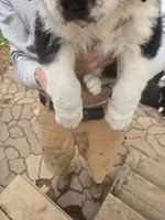 Sassy, a female Bernese Mountain Dog and Newfoundland for sale in Cheboygan, MI – 4 of 4