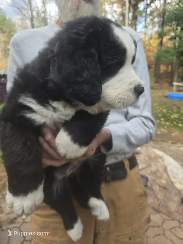 Grumpy , a male Bernese Mountain Dog and Newfoundland for sale in Cheboygan, MI – 1 of 2