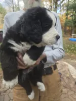Grumpy , a male Bernese Mountain Dog and Newfoundland for sale in Cheboygan, MI – 1 of 2