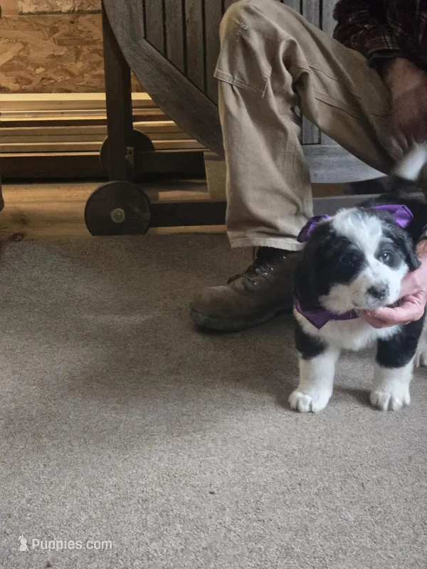 Cassie – Bernese Mountain Dog, Newfoundland puppy for sale in Cheboygan, MI