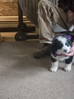 Cassie, a female Bernese Mountain Dog and Newfoundland for sale in Cheboygan, MI – Photo 1 of 3