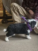 Cassie, a female Bernese Mountain Dog and Newfoundland for sale in Cheboygan, MI – Photo 2 of 3