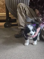 Cassie, a female Bernese Mountain Dog and Newfoundland for sale in Cheboygan, MI – Photo 3 of 3