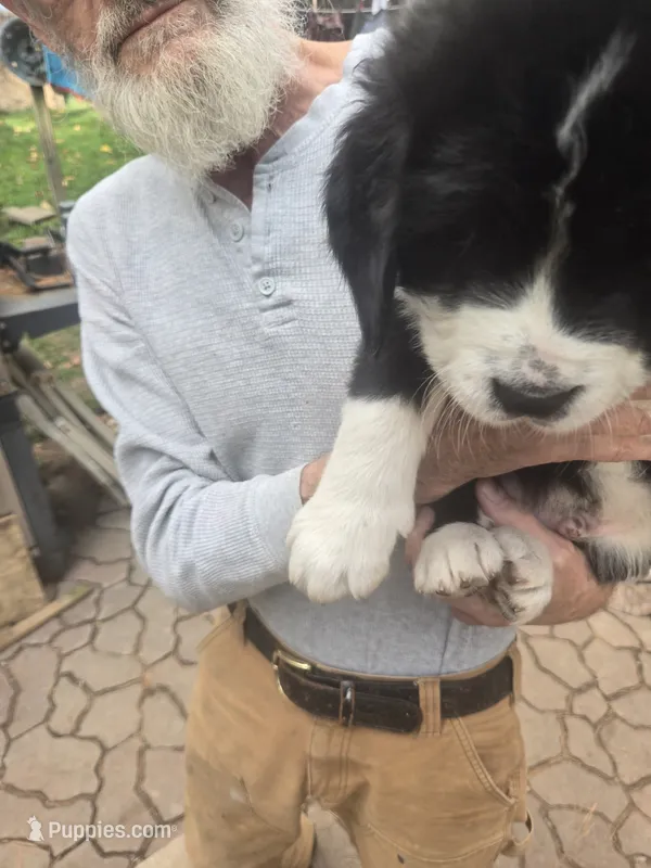 Flash, a male Bernese Mountain Dog and Newfoundland for sale in Cheboygan, MI – 1 of 3