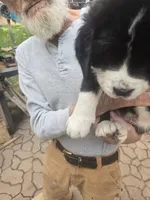 Flash, a male Bernese Mountain Dog and Newfoundland for sale in Cheboygan, MI – 1 of 3