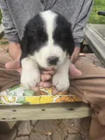 Emma , a female Bernese Mountain Dog and Newfoundland for sale in Cheboygan, MI – 1 of 6