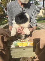 Blaze, a male Bernese Mountain Dog and Newfoundland for sale in Cheboygan, MI – 6 of 6