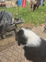 Sassy, a female Bernese Mountain Dog and Newfoundland for sale in Cheboygan, MI – 3 of 4